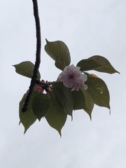 Prunus