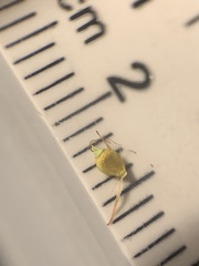 Rhynchospora recognita