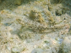 Bathygobius lacertus