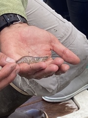 Penaeus aztecus