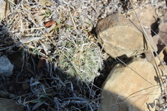 Coryphantha salinensis