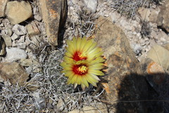 Coryphantha salinensis