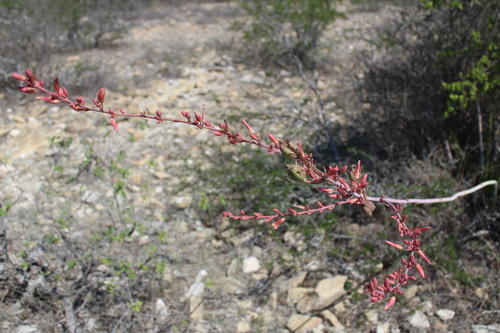 Image of Hesperaloe Campanulata (Hesperaloe campanulata) by (c) Francisco Martínez González, some rights reserved (CC BY-SA)