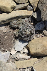Coryphantha nickelsiae