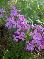 Lunaria annua