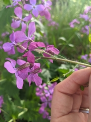 Lunaria annua