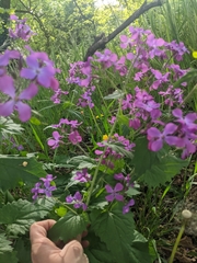 Lunaria annua