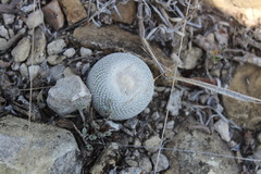 Epithelantha ilariae