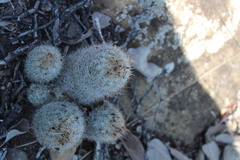 Escobaria dasyacantha