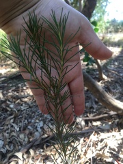 Ricinocarpos pinifolius