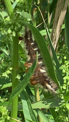 Acronicta rumicis