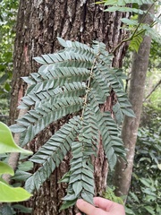 Archidendron clypearia