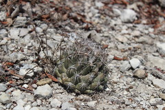Coryphantha salinensis