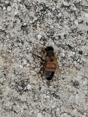 Apis mellifera