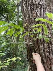 Archidendron clypearia