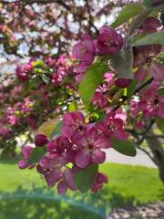 Malus floribunda