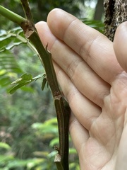 Archidendron clypearia