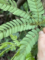 Archidendron clypearia