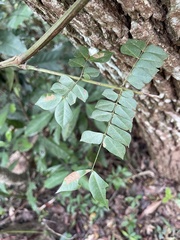 Archidendron clypearia