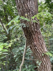 Archidendron clypearia