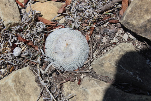 Epithelantha ilariae