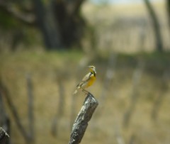 Sturnella magna auropectoralis