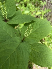Chloranthus serratus