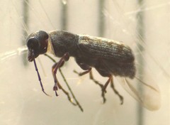 Euciodes suturalis