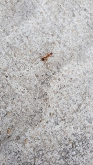 Formicidae