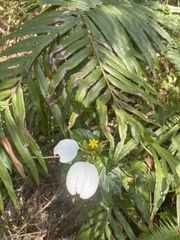 Mussaenda pubescens