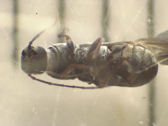 Euciodes suturalis