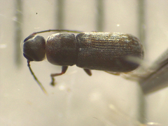 Euciodes suturalis
