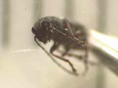 Euciodes suturalis
