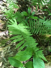 Coryphopteris simulata