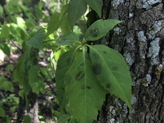 Phyllosticta parthenocissi