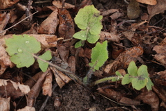 Stylophorum lasiocarpum