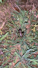 Gryllus rubens