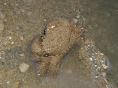 Pilumnus