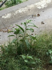 Solanum elaeagnifolium