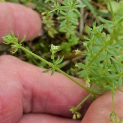 Galium virgatum