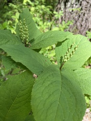 Chloranthus serratus