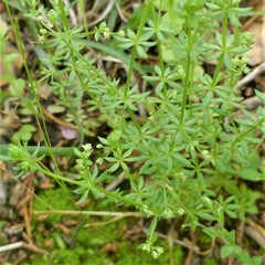 Galium virgatum