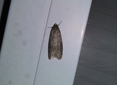 Semioscopis inornata