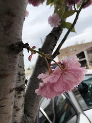 Prunus
