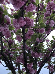 Prunus