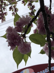 Prunus