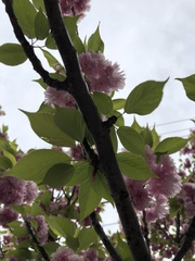 Prunus