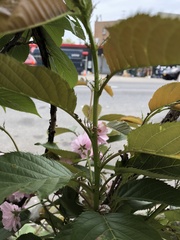 Prunus