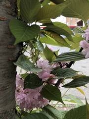 Prunus