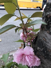 Prunus